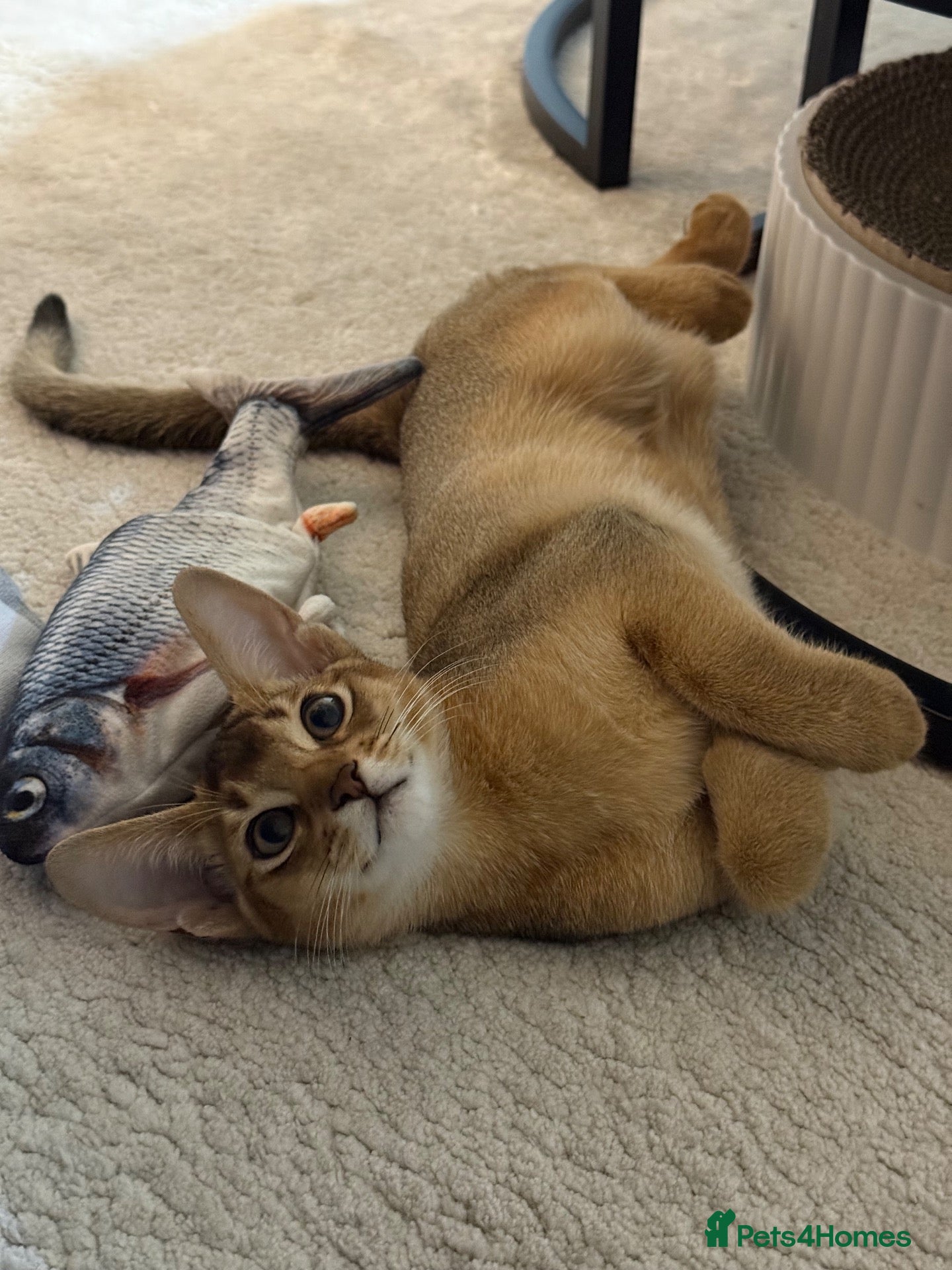 Abyssinian cats 🐾 Two Gorgeous Abyssinian Kittens 🐈‍⬛ - Advert 5