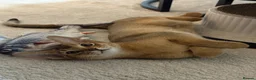 Abyssinian cats for sale: 🐾 Two Gorgeous Abyssinian Kittens 🐈‍⬛ - Advert 1