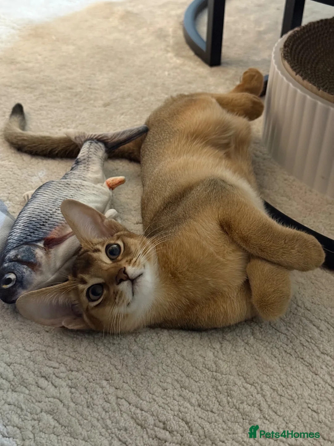 Abyssinian cats for sale: 🐾 Two Gorgeous Abyssinian Kittens 🐈‍⬛ - Advert 1