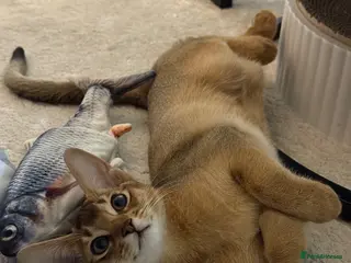 Abyssinian cats 🐾 Two Gorgeous Abyssinian Kittens 🐈⬛ - Advert 5