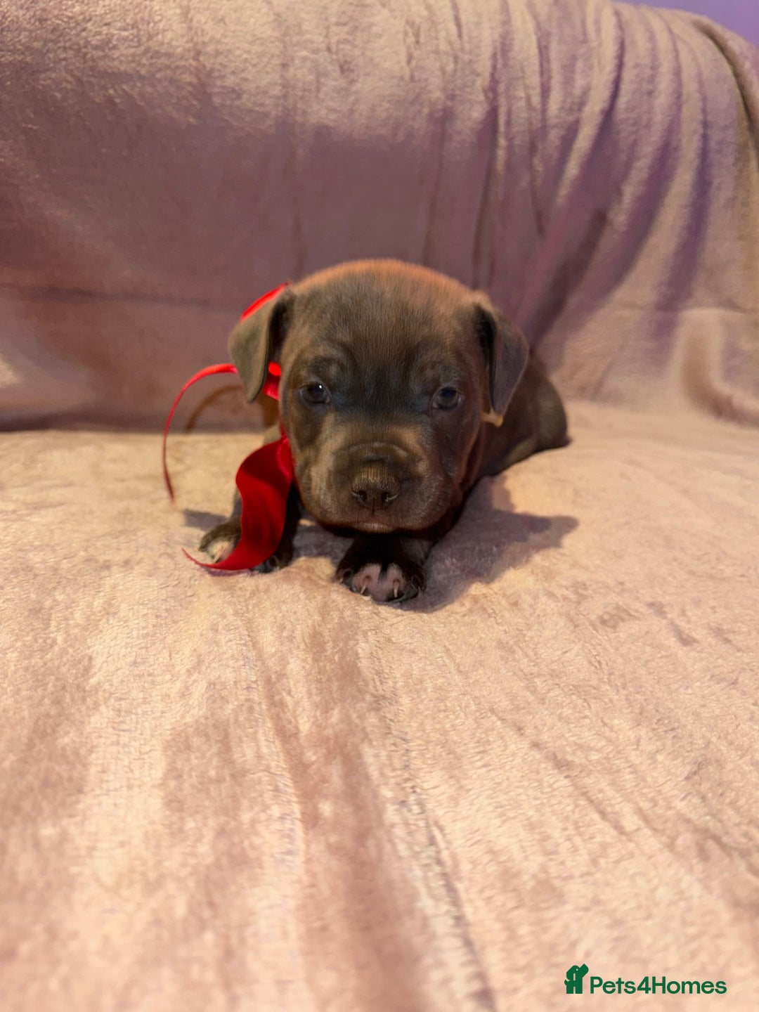 Staffordshire Bull Terrier dogs for sale: KC reg. Staffordshire bull terrier puppies - Advert 5