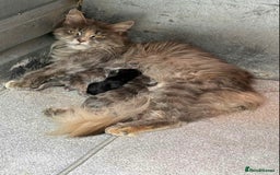 Maine Coon cats for sale: TICA registered large Maine Coon kittens - Image 18