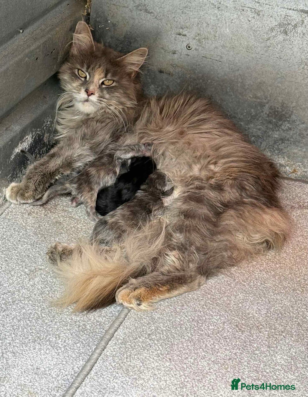 Maine Coon cats for sale: TICA registered large Maine Coon kittens - Image 18