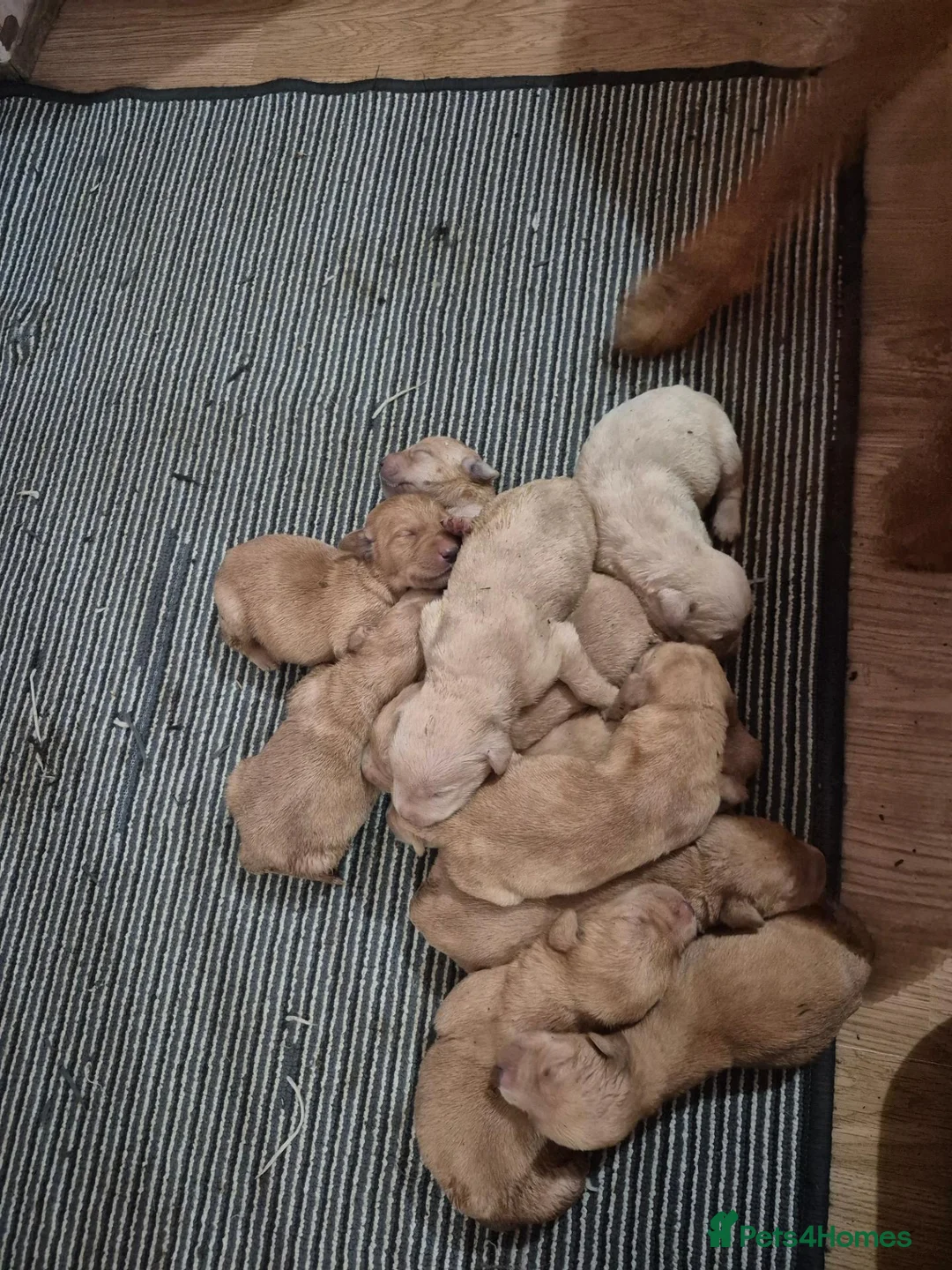 Labrador Retriever dogs for sale: 🐾 Labrador Puppies – Fox Red & Golden 🐾 - Advert 13