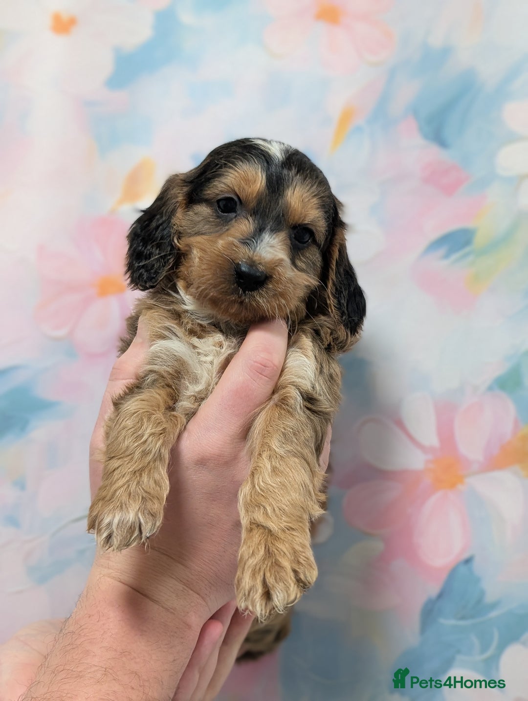 Cockapoo dogs for sale: Showtype F1 Cockapoos! Parents DNA Clear ✅ - Advert 15