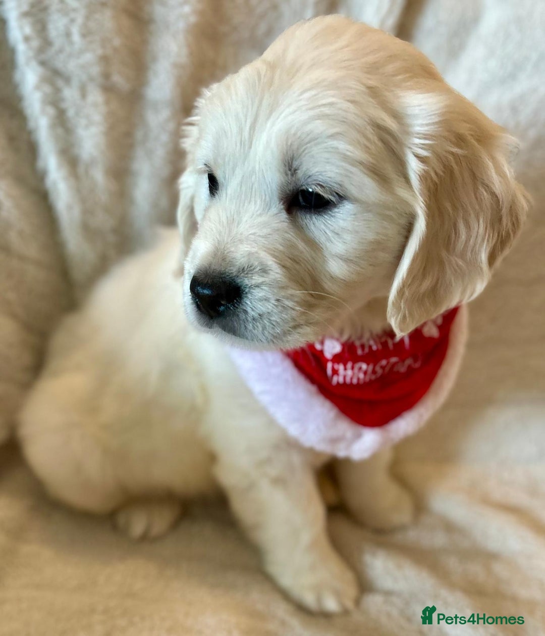 Golden Retriever dogs for sale: Chunky, cream pups - Advert 19