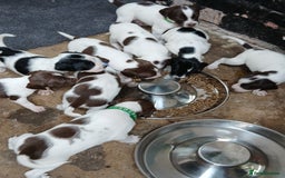 Mixed Breed dogs for sale: Springer x jack russell - Image 2
