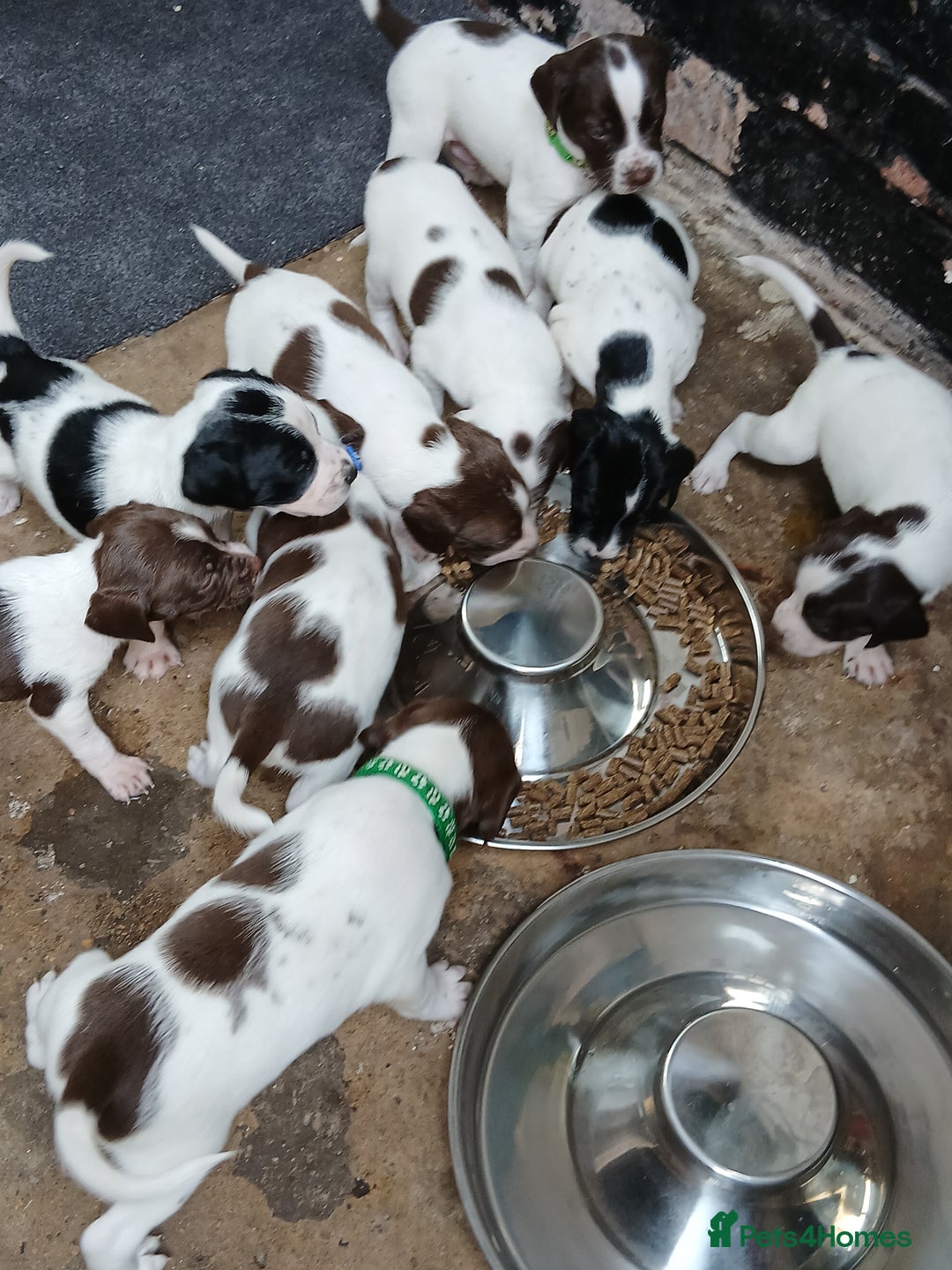Mixed Breed dogs for sale: Springer x jack russell - Image 2