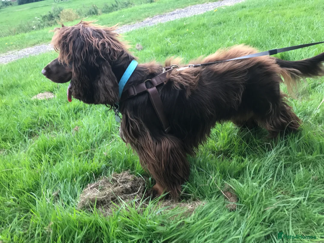 Sprocker dogs for stud: PROVEN SPROCKER SPANIEL - Advert 8