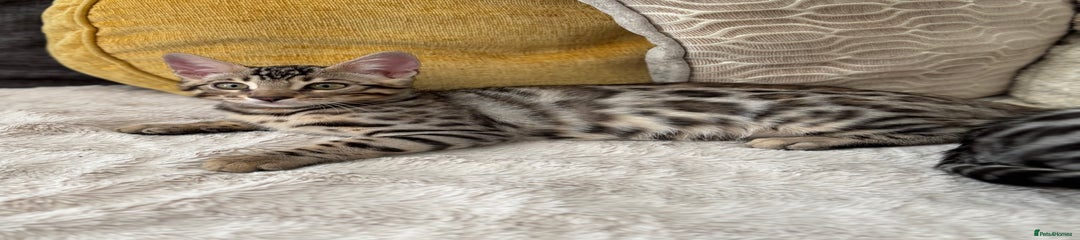 Bengal Kitten 3