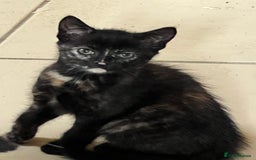 Mixed Breed cats for sale: Beautiful kittens ready now - Image 5