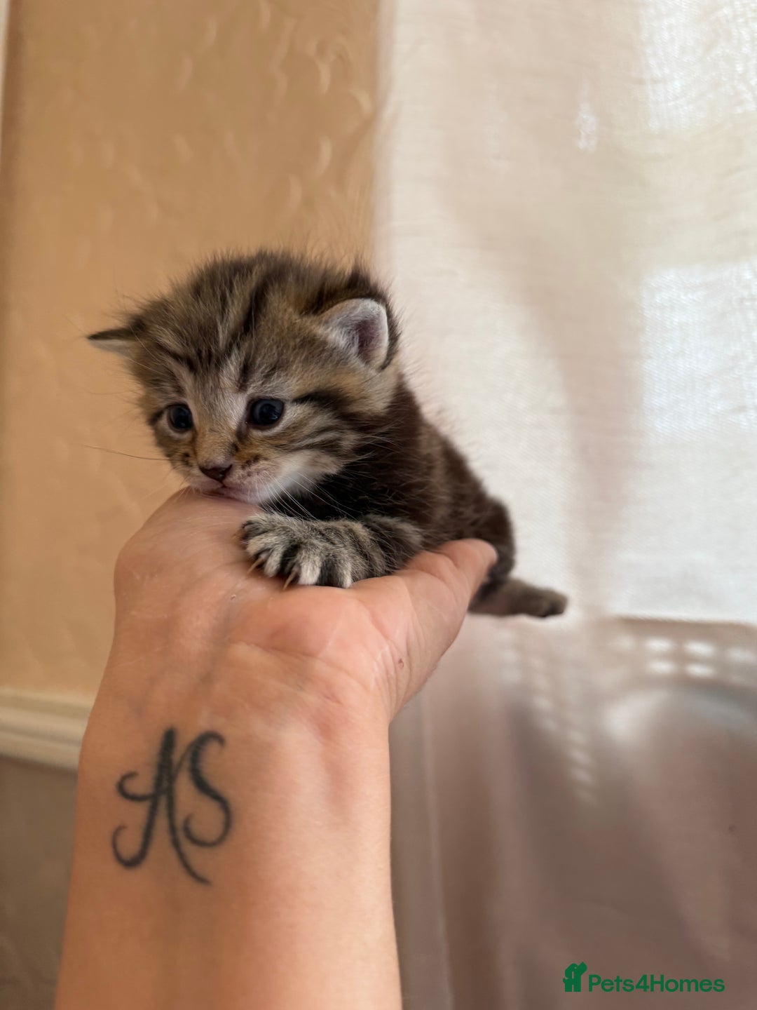 Mixed Breed cats for sale: Cute little tabby kittens  - Image 4