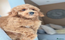 Shihpoo dogs for sale: 🩷 Stunning Shihpoo Girl Ready Now 🩷 - Image 3