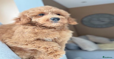 Shihpoo dogs - Advert 15