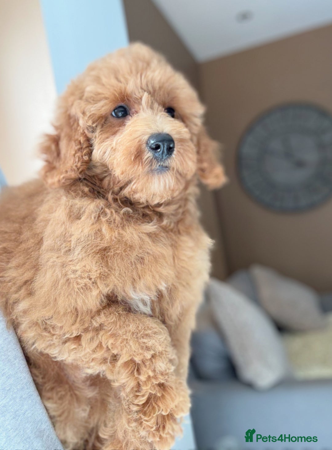 Shihpoo dogs for sale: 🩷 Stunning Shihpoo Girl Ready Now 🩷 - Image 3