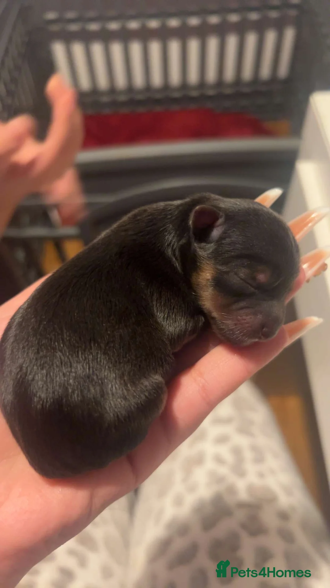 Yorkshire Terrier dogs for sale: 🐾✨ Tiny Paws, Big Love! ✨🐾 - Advert 9