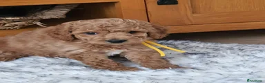 Yellow collar
