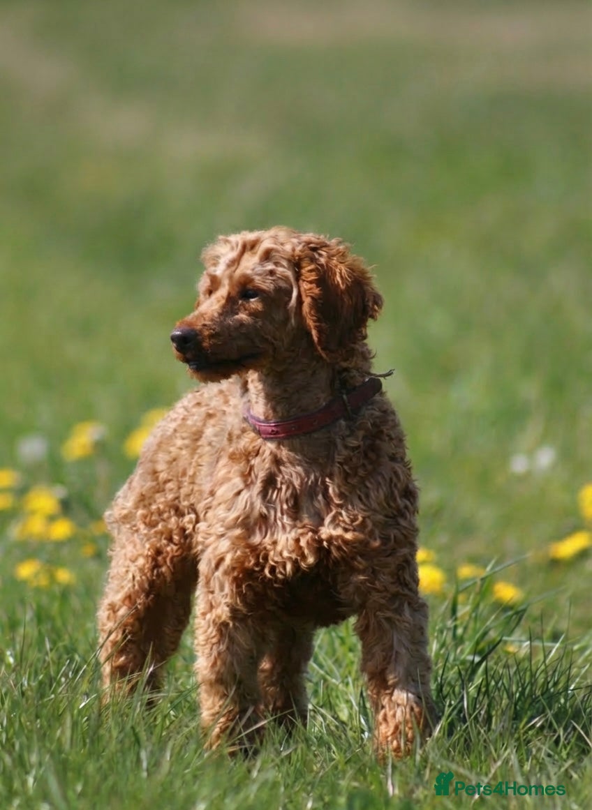 Miniature Poodle dogs Kc registered health tested miniature poodle STUD - Advert 1