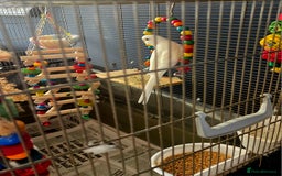 Budgerigars birds for sale: Wonderful white budgie with cage  - Image 1