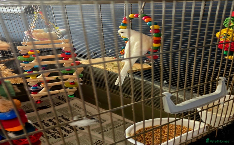 Budgerigars birds - Advert 3