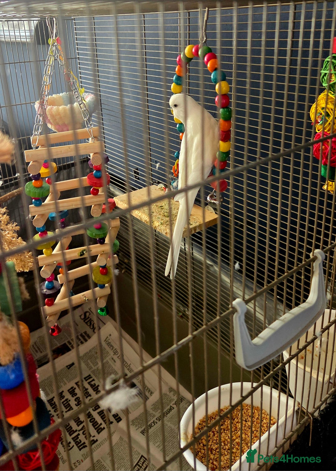 Budgerigars birds for sale: Wonderful white budgie with cage  - Image 1