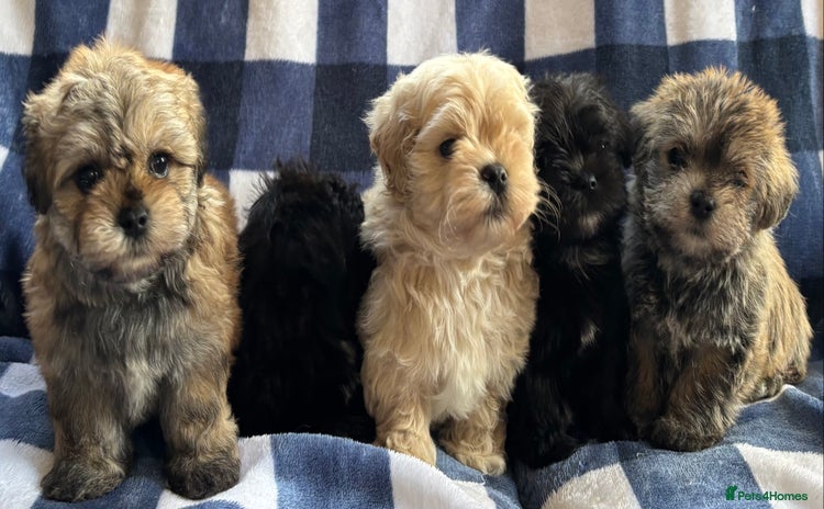 Maltipoo dogs - Advert 8