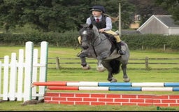 Connemara horses for sale: Storm the Jumping machine  - Image 1
