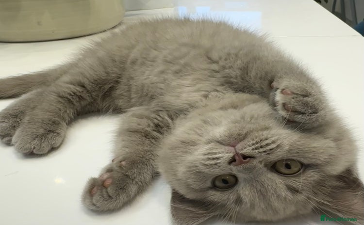 British Shorthair cats - Advert 4