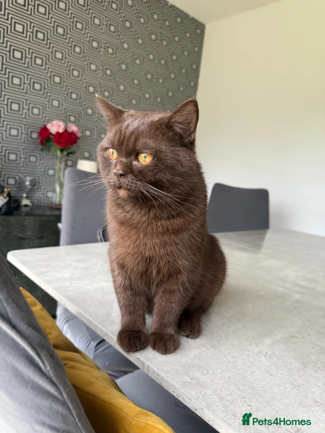 British Shorthair cats for sale: Rare GCCF Cinnamon British Shorthair Male Kitten - Advert 2