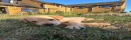 Labrador Retriever dogs for sale: KC registered, Yellow Labrador Retriever Puppies in Warwick - Advert 9