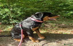 Rottweiler dogs for sale: Rottweiler female 6months - Image 6