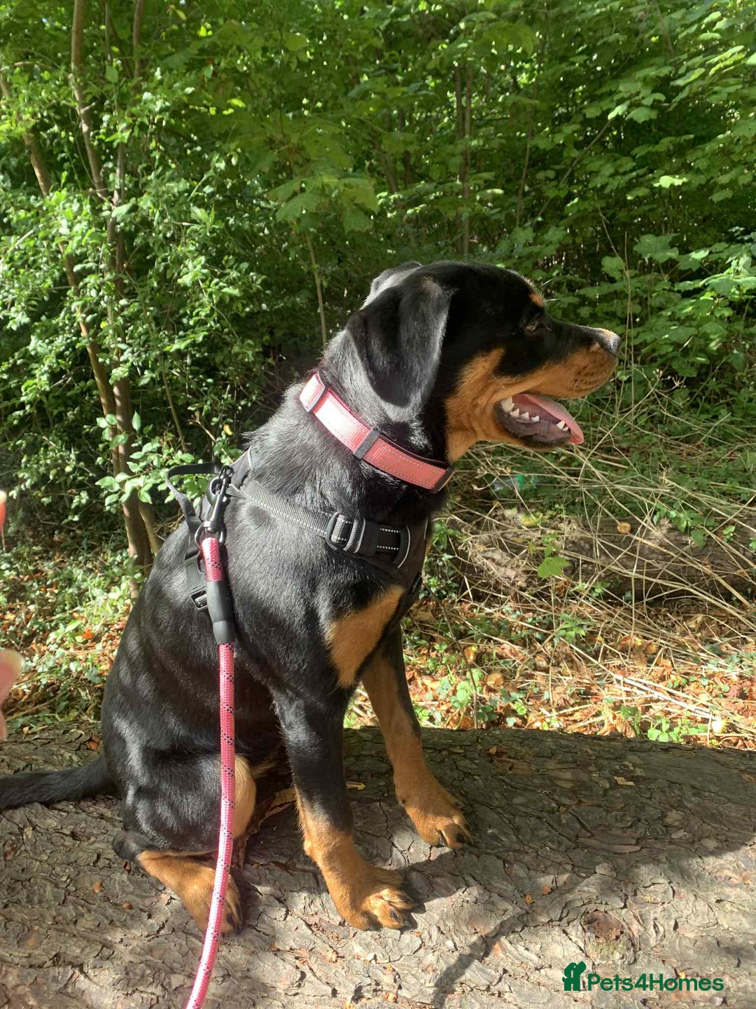 Rottweiler dogs for sale: Rottweiler female 6months - Image 6