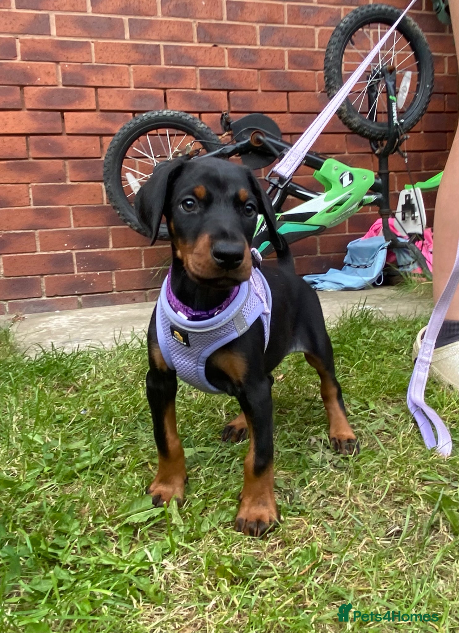 Dobermann dogs Ready 28th May Kc Health tested Black & Tan girls  - Advert 4