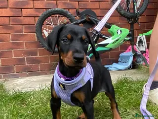 Dobermann dogs Ready 28th May Kc Health tested Black & Tan girls - Advert 4
