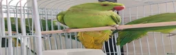 Mixed Breed birds for sale: Indian Ringneck Parakeets  - Advert 10