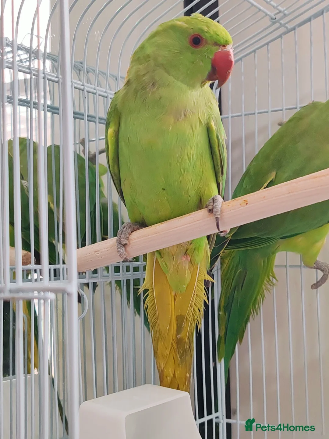 Mixed Breed birds for sale: Indian Ringneck Parakeets  - Advert 10