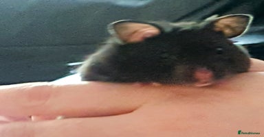 Hamster rodents - Advert 1
