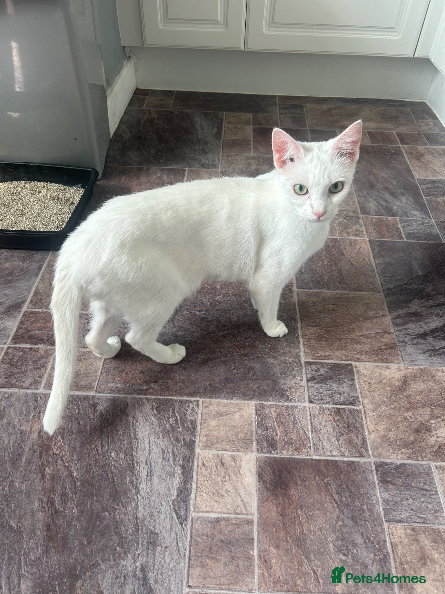 Mixed Breed cats Pure white cat - Advert 9