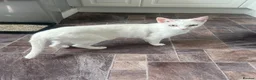 Mixed Breed cats for sale: Pure white girly  - Advert 1