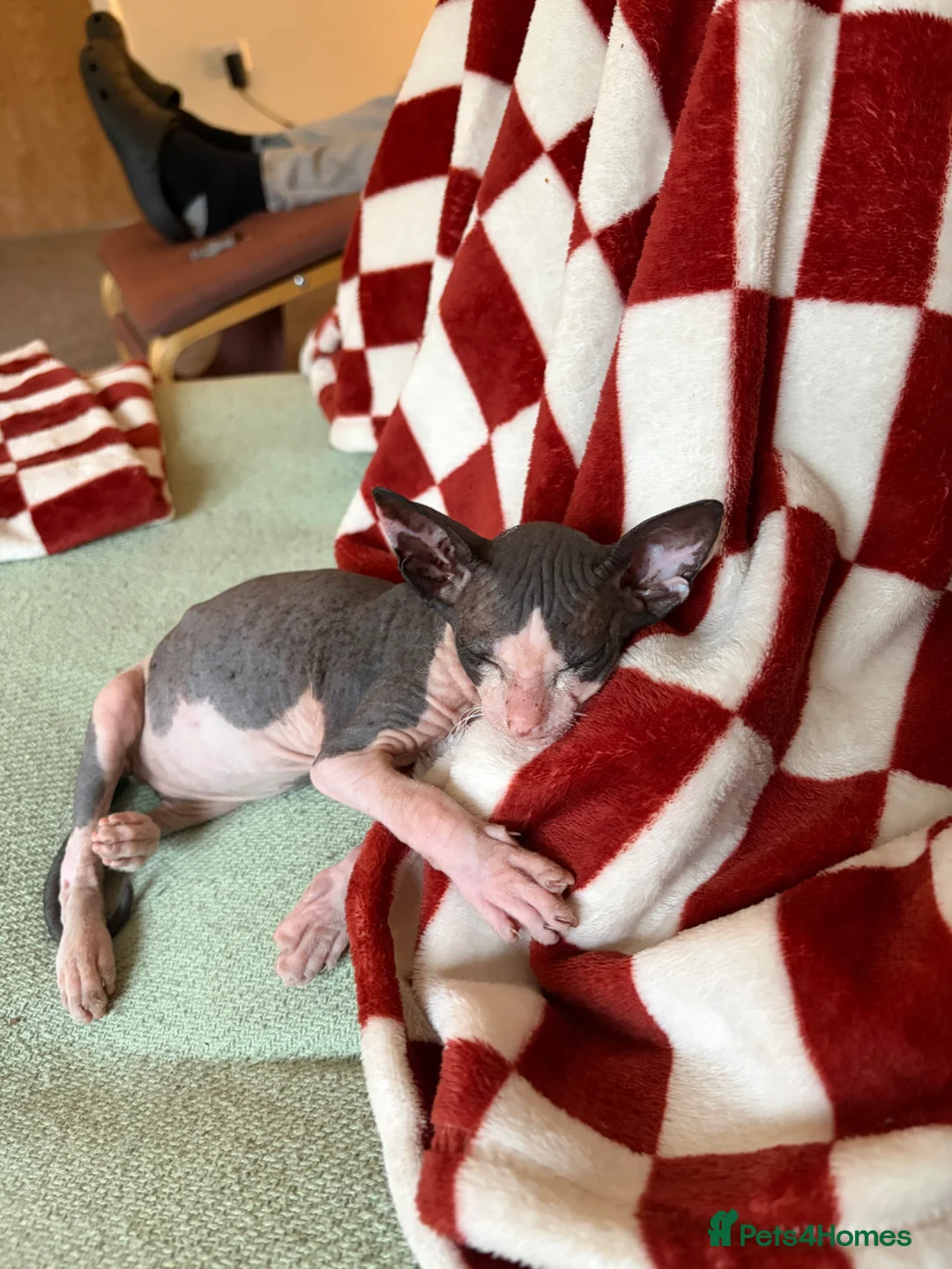 Mixed Breed cats for sale: Sphynx cross - Advert 2