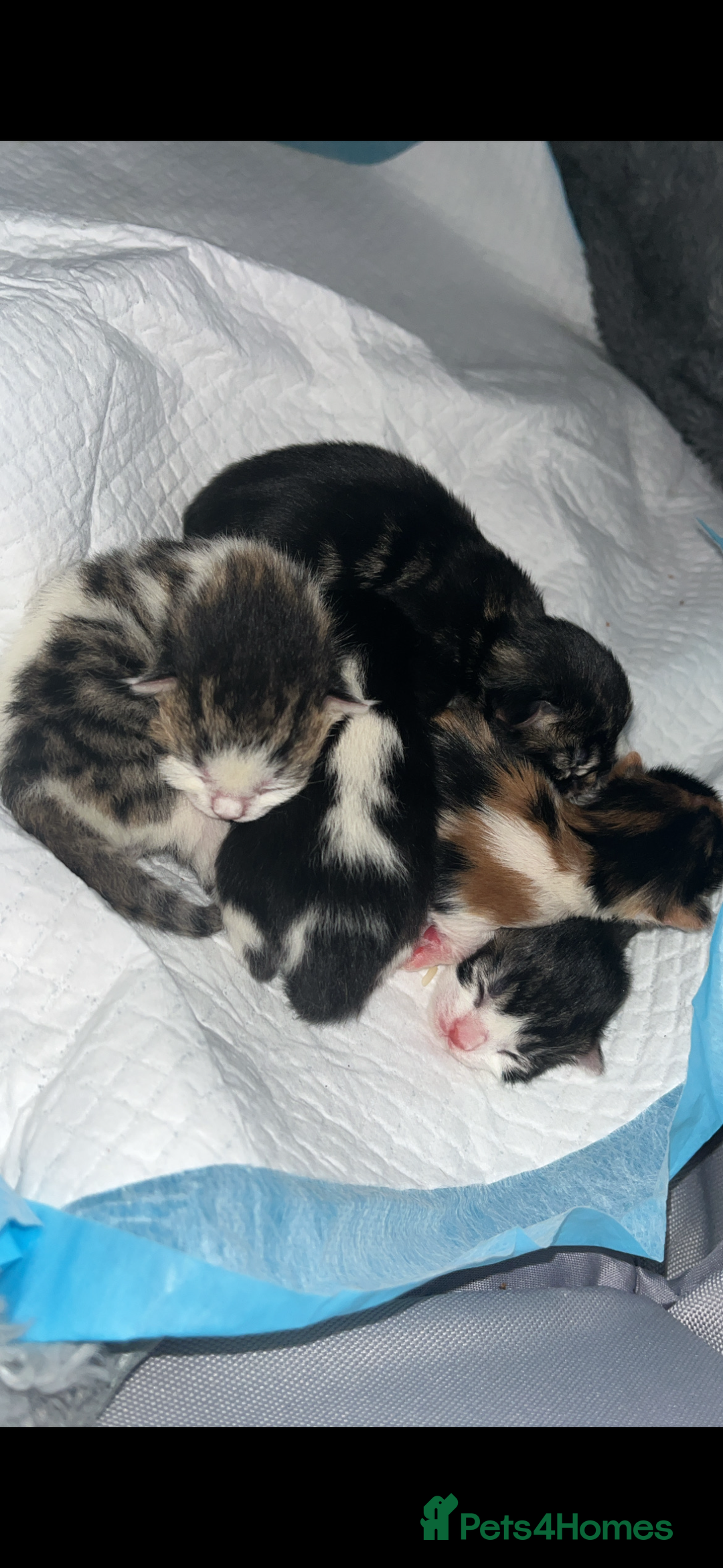 Domestic Shorthair cats for sale: kittens for sale❤️ - Image 20