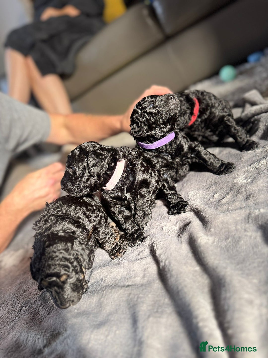 Cockapoo dogs for sale: Gorgeous F1B cockapoo  - Image 15