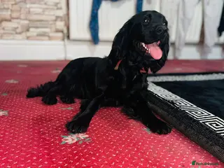 Cocker Spaniel dogs Cocker spaniel - Advert 1