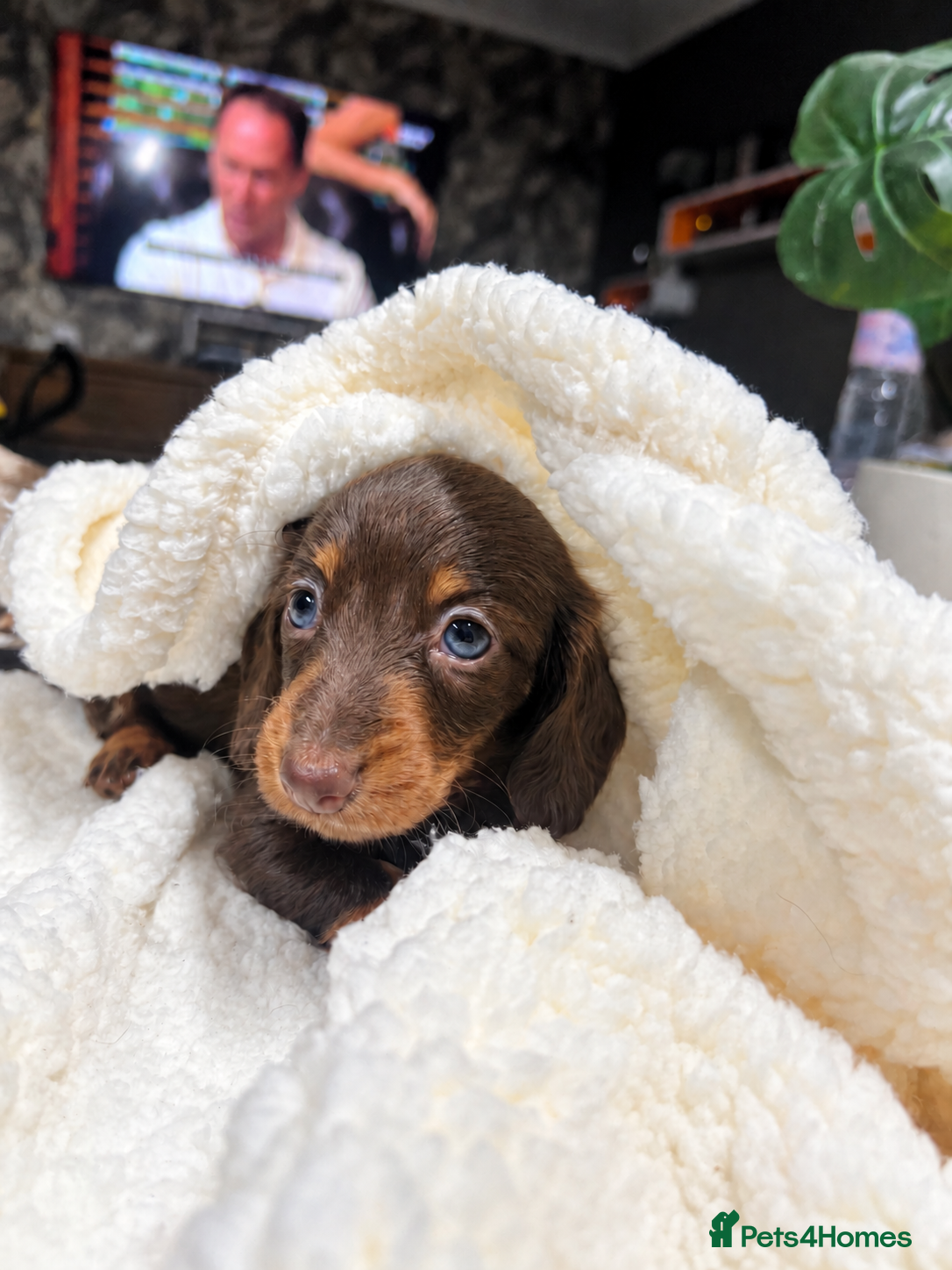 Miniature Dachshund dogs for sale: Tiny KC Longhair Dachshunds  Chocolate & Dapple - Advert 1