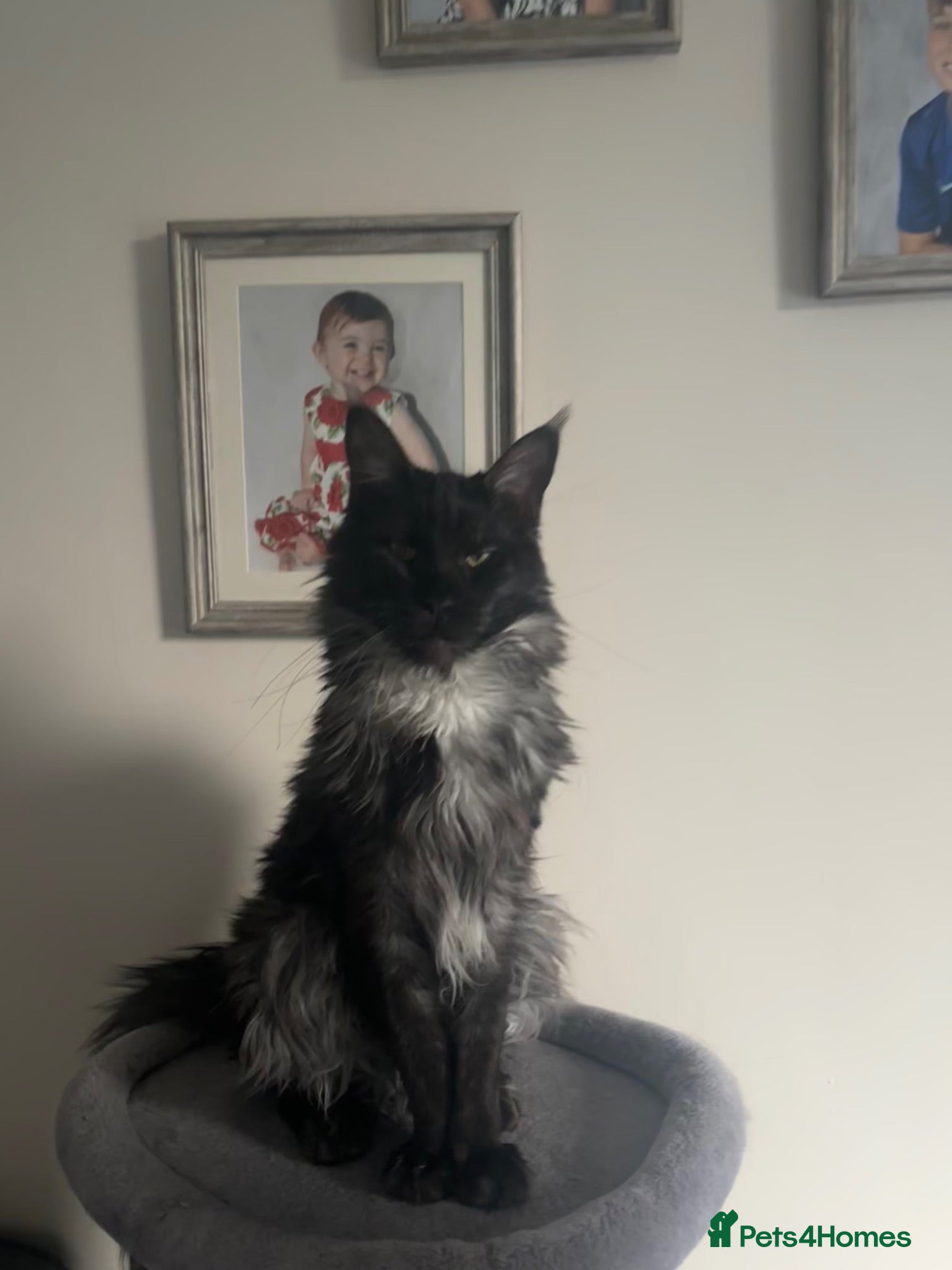 Maine Coon cats Beautiful black smoke male Maine coon - Advert 13