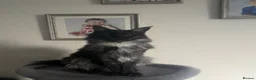 Maine Coon cats for sale: Beautiful black smoke male Maine coon - Advert 1