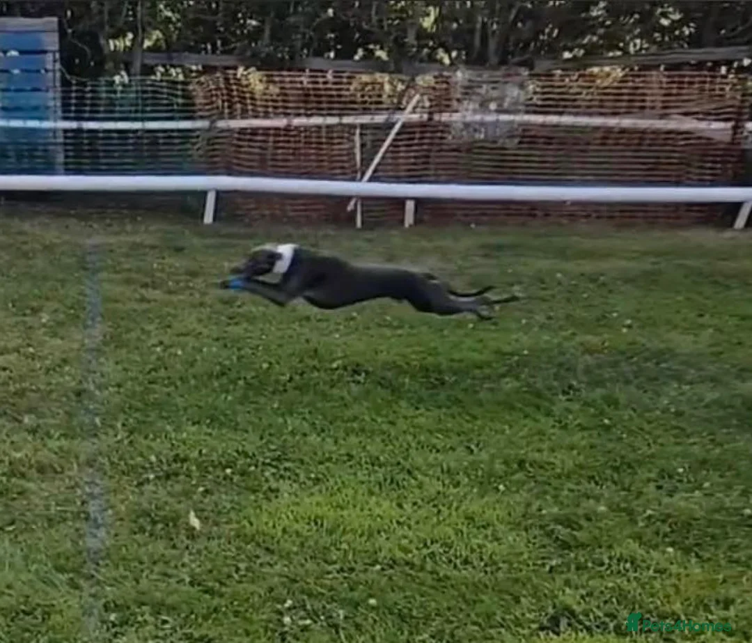 Whippet dogs for stud: Small 19",heart test clear,Full Blue Kc reg stud in Bishop Auckland - Advert 27