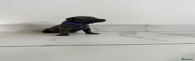 Staffordshire Bull Terrier 6