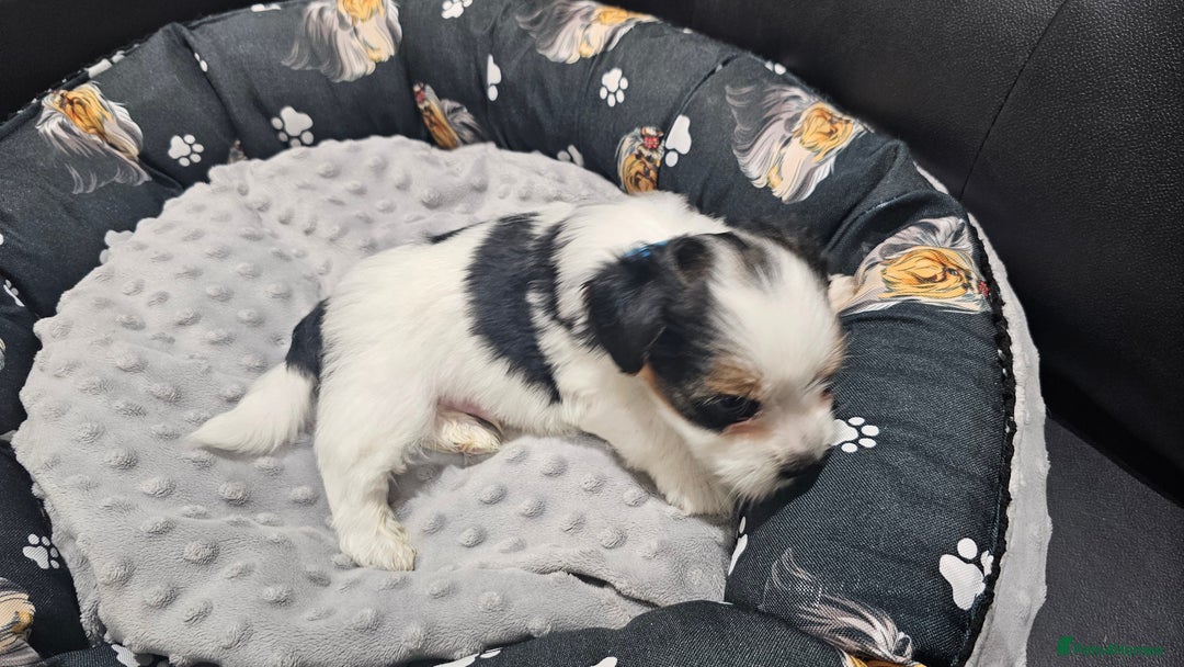 Yorkshire Terrier dogs for sale: 3 boys biewer yorkshire terrier with IHR Pedigree - Advert 4