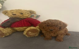 Cavapoo dogs for sale: outstanding Cavapoo’s, with heart tested parents - Advert 7